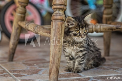 Picture of Cat in the garden